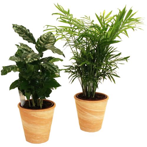 "Zimmerpflanze DOMINIK ""Palmen-Set"" Pflanzen Gr. 2 St., orange (grün) Pflanzen Höhe: 15 cm, 2 in Dekotöpfen"