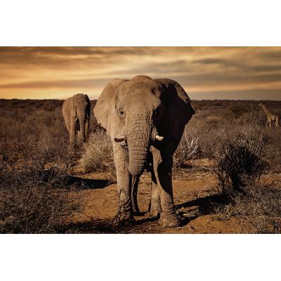 Fototapete PAPERMOON "Photo-Art WALTER LACKNER, GROSS", bunt, B:5,00m L:2,80m, Vlies, Tapeten Image