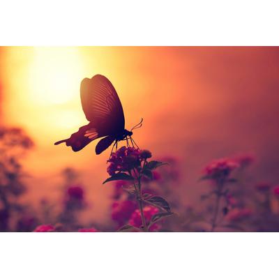 Fototapete PAPERMOON "Schmetterling auf Blume", bunt, B:3,00m L:2,23m, Vlies, Tapeten Image