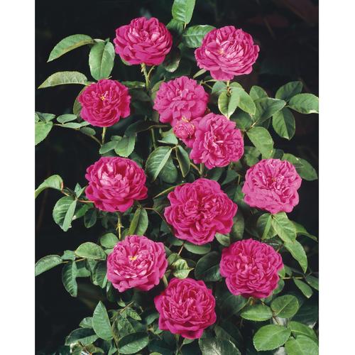 "Beetpflanze BCM ""Strauchrose 'de Rescht'"" Pflanzen Gr. 1 St., lila (rot) Beetpflanze Beetpflanzen Pflanzen Höhe: 40 cm, 1 Pflanze"