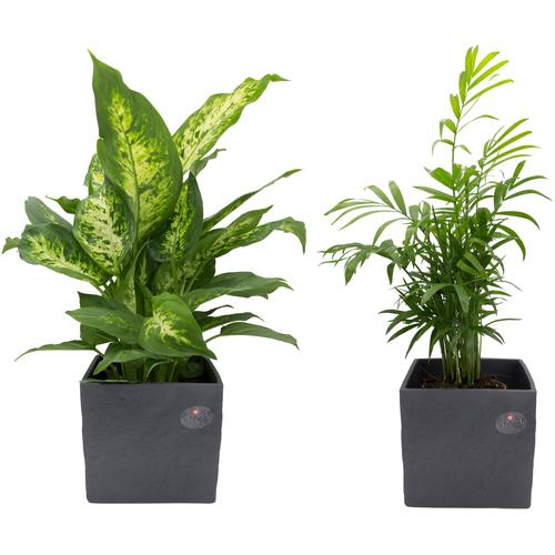 "Zimmerpflanze DOMINIK ""Palmen-Set"" Pflanzen Gr. 2 St., grau (grün) Pflanzen Höhe: 30 cm, 2 in Dekotöpfen"