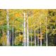 PAPERMOON Fototapete "Herbst Birkenwald" Tapeten Gr. B/L: 5 m x 2,8 m, Bahnen: 10 St., bunt (mehrfarbig) Fototapeten
