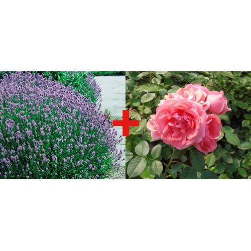 "Beetpflanze BCM ""Rose Kimono & Lavendel"" Pflanzen Gr. 2 St., bunt Beetpflanze Beetpflanzen Pflanzen Pflanzen-Set: Rose und Lavendel"