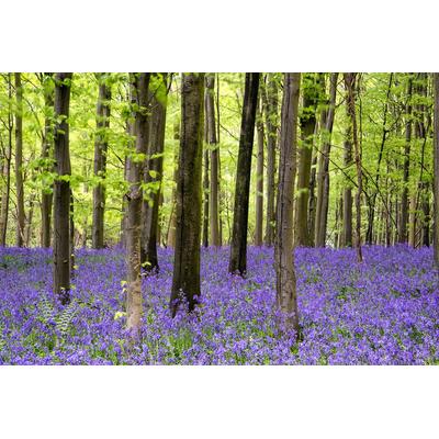 Fototapete PAPERMOON "Wald", bunt, B:4,00m L:2,60m, Vlies, Tapeten Image