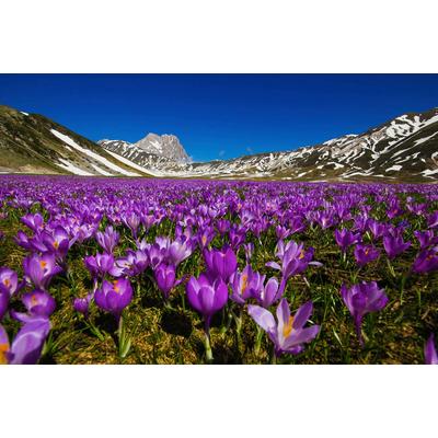 Fototapete PAPERMOON "Blumenwiese", bunt, B:3,50m L:2,60m, Vlies, Tapeten Image