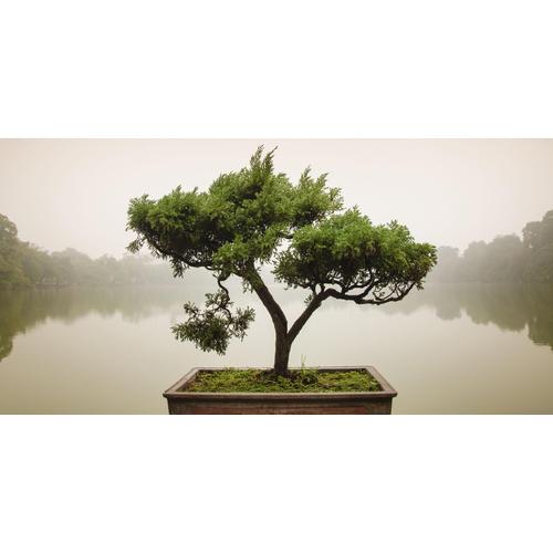 Home affaire Glasbild Panom: Chinesischer Bonsaibaum, 100/50 cm grün Bilder Wohnaccessoires