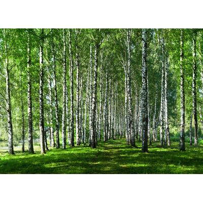 Fototapete PAPERMOON "Birkenwald", bunt, B:3,50m L:2,60m, Vlies, Tapeten Image