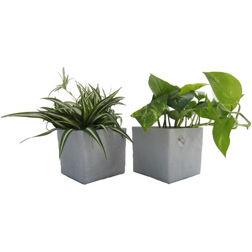 "Zimmerpflanze DOMINIK ""Grünpflanzen-Set"" Pflanzen Gr. 2 St., grau (grün) Pflanzen Höhe: 15 cm, 2 in Dekotöpfen"