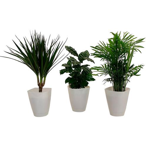 "Zimmerpflanze DOMINIK ""Palmen-Set"" Pflanzen Gr. 3 St., weiß (grün) Pflanzen Höhe: 30 cm, 3 in Dekotöpfen"