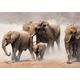 PAPERMOON Fototapete "Elephan Herd" Tapeten Gr. B/L: 5 m x 2,8 m, Bahnen: 10 St., bunt (mehrfarbig) Fototapeten