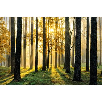 Fototapete PAPERMOON "Sunny Forest", bunt (mehrfarbig), B:3m L:2,23m, Vlies, Tapeten Image