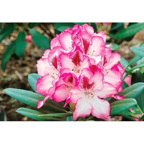 "Hecken BCM ""Rhododendron-Set"" Pflanzen bunt Rhododendron-Set: 4"