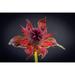 Latitude Run® USA Washington State Seabeck Bee Balm Flower Close-Up Credit As: Don Paulson/Jaynes Gallery Poster Print By Jaynes Gallery (24 X 18) # US48BJY1302 Paper | Wayfair