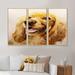 Red Barrel Studio® Portrait Of A Golden Retriever Cocker Spaniel - Traditional Framed Canvas Wall Art Set Of 3 Canvas, in White | Wayfair