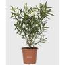 Kentis - Nerium Oleander Bianco - Pianta Vera da Esterno - h 40-50 cm Vaso ø 18 cm