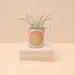 Anthropologie Accents | Nightshift Ceramics Soleil Mini Speckled Planter | Color: Cream/Tan | Size: Os