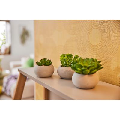 Kunstpflanze CREATIV GREEN "Sukkulenten", grün, 3 St., Kunststoff, Kunstpflanzen Image