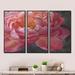 Design Art Vivid Pink Peonies I - Shabby Elegance Framed Canvas Wall Art Set Of 3 Canvas, Wood in Black/Red | 32 H x 48 W x 1 D in | Wayfair