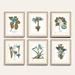 Buchoz Botanical Spa Art - Print I, 27"x23" - Ballard Designs 27"x23" - Ballard Designs