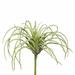 The Holiday Aisle® 5" Artificial Tillandsia Branch Plastic | 5 H x 4 W x 5.5 D in | Wayfair 1E62B8987E2543D6A8D709D34AD47F39