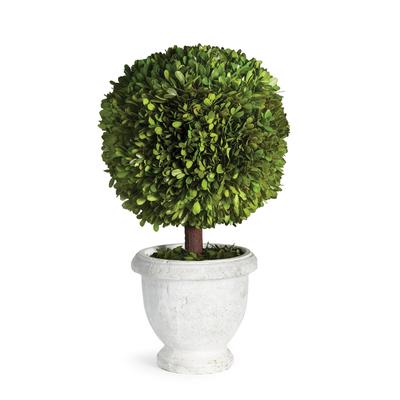 Boxwood Single 11" Ball Topiary In Pot - Green