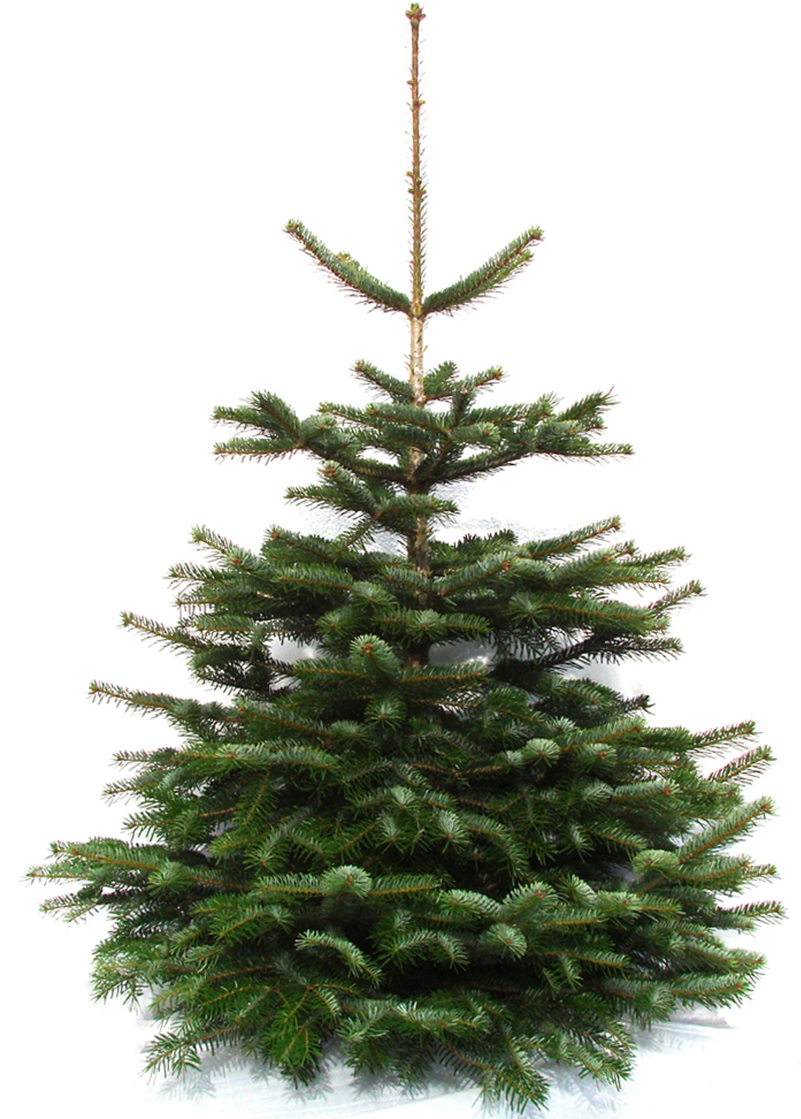 Echter Weihnachtsbaum WEIHNACHTSBAUMLAND "Nordmanntanne, Premium, Baumschul-Qualität, in verschiedenen Größen" Gr. 2, grün (tannengrün), 50, 120cm bis 140cm, Holzwerkstoff, Weihnachtsbäume, Stammdurchmesser: 10-12cm, frisch geschlagen, Weihnachtsdeko Image