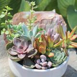 Altman Specialty Plants 2IN Assorted Mini Succulent Live Plant Collection (20-Pack) | 2 H x 2 D in | Wayfair 0881145