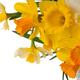 Spring Bulbs - Daffodils 'Mixed' - 6 x Bulb Pack