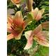 Lilium LA Hybrid 'Cavalese' (Pink Lily) Bulbs To Plant Yourself (Free UK Postage)