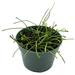 Florida House Plants Hoya Retusa, 4 Inch, Fuzzy Stems, Curtain Hoya, Wax Plant, Wax Vine | 12 H x 5 D in | Wayfair 54070059