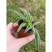 Florida House Plants Spider Plant Chlorophytum Comosum In A 2 Inch Pot | 12 H x 5 D in | Wayfair 93260482
