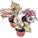 Florida House Plants Begonia Rex Assortment, Cold Pastel Winter, 4 Inch Set Of 3 Painted-Leaf Begonia | 12 H x 5 D in | Wayfair 91649876