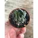 Florida House Plants Zebra Haworthia Cactus 2 Inch Succulent Haworthia Fasciata Haworthia Attenuata | 12 H x 5 D in | Wayfair 69994569