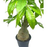 Florida House Plants Money Tree Stump Pachira Aquatica In 6 Inch Pot | 12 H x 5 D in | Wayfair 61707635