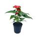 Florida House Plants Anthurium Red 6 Inch Pot Huge | 12 H x 5 D in | Wayfair 72968741