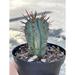 Florida House Plants African Milk Barrel Euphorbia Horrida Boiss In 4 Inch Pot Rare Exotic Live St | 12 H x 5 D in | Wayfair 50810474