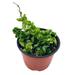 Florida House Plants Hoya Hindu Rope Carnosa Compacta 6 Inch Krinkle Kurl Ready For Upgrade Hone | 12 H x 5 D in | Wayfair 52089558