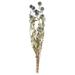 Primrue Natural Botanicals Preserved Echinops Bu 21-24" Natural Botanicals Preserved Echinops Bunch Preserved | 21 H x 4 W x 6 D in | Wayfair