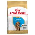 3x3kg Cocker Puppy/Junior Royal Canin - Croquettes pour Chien