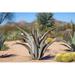 Desert Steel Octopus Agave Landscape Statue Metal in White | 36 H x 32 W x 32 D in | Wayfair 400-000V