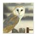 Stupell Industries Barn Owl Gazing Perched Niveous Rural Fence Wall Plaque Art By Alan Weston in Brown/Gray/White | 12 H x 12 W x 0.5 D in | Wayfair