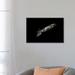 East Urban Home 'A Bigfin Reef Squid off the Coast of Komodo Island in Komodo National Park II' Graphic Art Print on Canvas Canvas | Wayfair