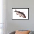 East Urban Home Catesby's Natural History Series 'Rock Fish' Painting Print on Canvas in Gray/Pink/White | 18 H x 26 W x 1.5 D in | Wayfair