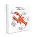 Stupell Industries Lobster Anatomy Nautical Sea Life Learning Chart by Dishique - Wrapped Canvas Graphic Art Canvas in Red | Wayfair