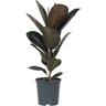 Ficus Elastica Abidjan 'élastique' - Pot 24cm - Hauteur 75-100cm