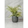 Ficus benjamina variegato Starlight vaso 20 H 60/70 cm foto reali pianta vera