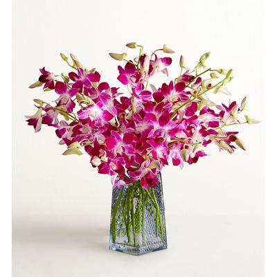 1-800-Flowers Flower Delivery Exotic Breeze Orchids 20 Stems W/ Blue Vase | Put A Smile On Their Face