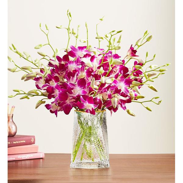 1-800-flowers-flower-delivery-exotic-breeze-orchids-20-stems-w--clear-vase-|-send-the-gift-of-flowers/