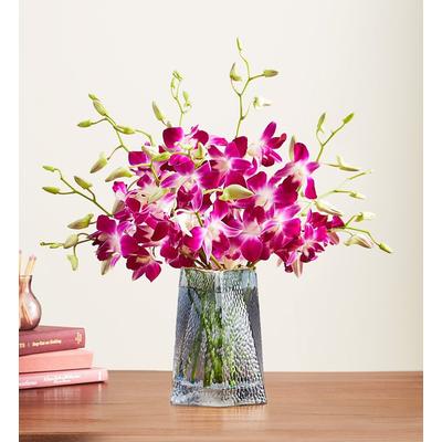 1-800-Flowers Flower Delivery Exotic Breeze Orchids 10 Stems W/ Blue Vase | Send The Gift Of Flowers