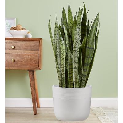 1-800-Flowers Plant Delivery Snake Floor Plant (Sansevieria) Floor Size Plant (Large) W/ Sandstone Planter